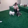 luli-e-eu-creche-e-hotel-pet-campinas