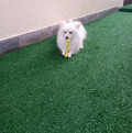 luli-e-eu-creche-e-hotel-pet-campinas